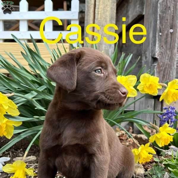 Cassie, Chocolate Labrador Retriever Puppy